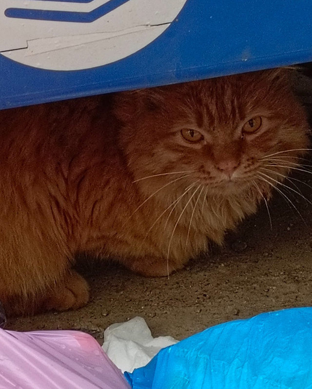 Пропавший в Твери 7 месяцев назад кот нашелся. Хоть без хвоста, но уже дома