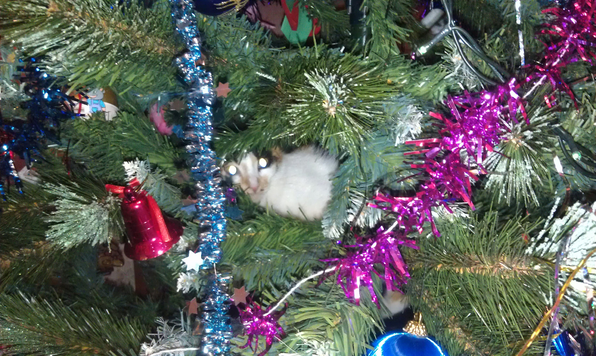 Старая фотка и старая ёлка... Еще большая, даже коты по ней скакали. Сейчас уже наряжаем только макушку от нее, места нет. А макушка прекрасно на шкафу стоит... 