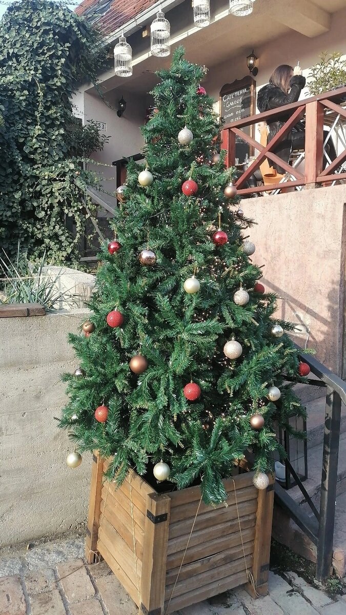 Моя любимая елочка в Земуне возле кафе.