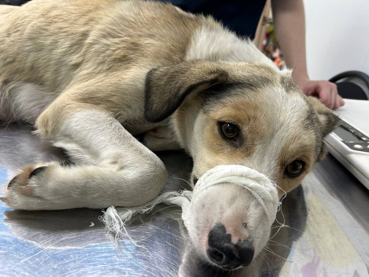 Ветеринары и волонтеры боролись за ее жизнь...