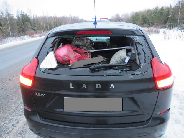    В Арбажском районе сбили лося