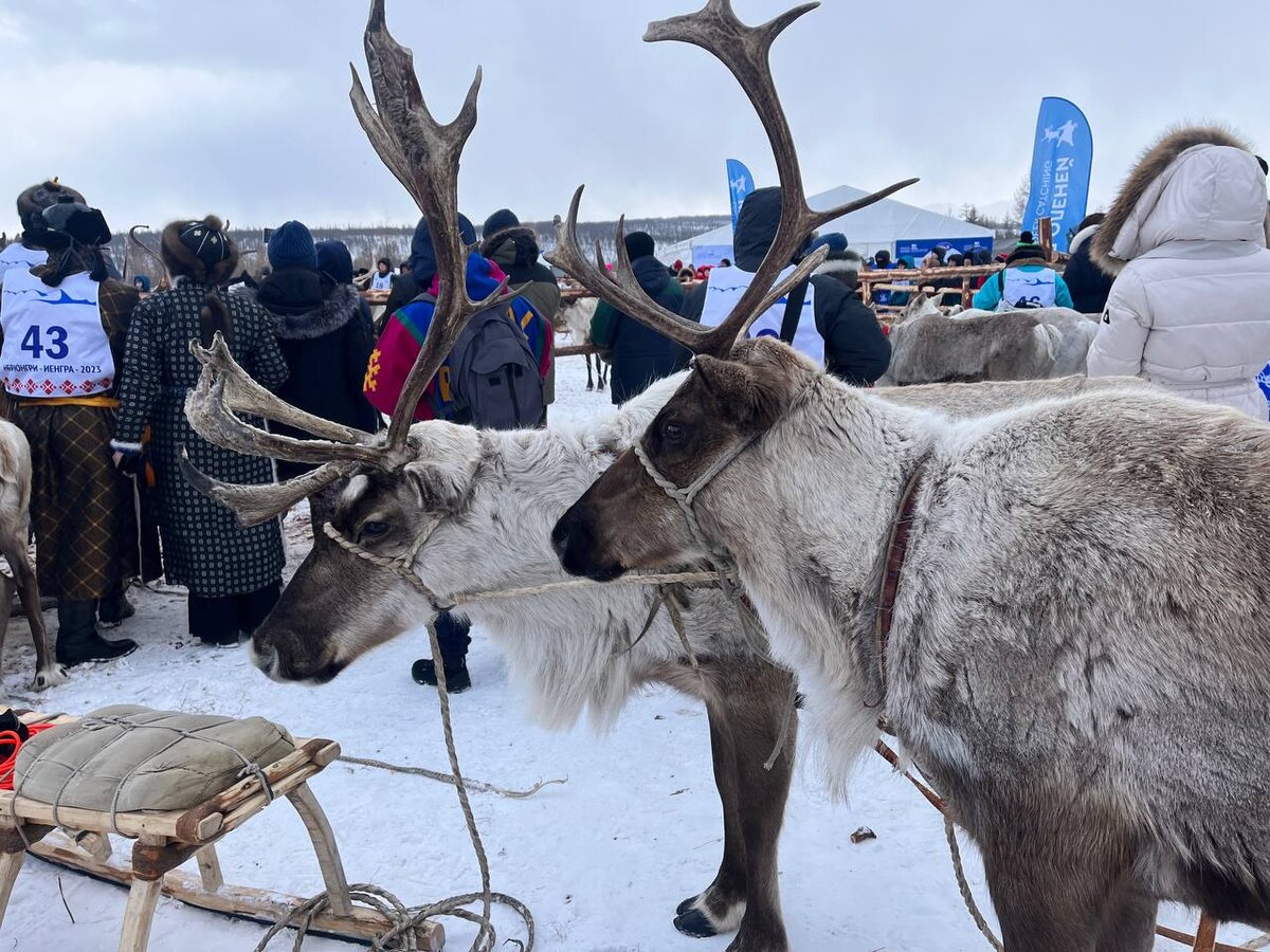 Волки нападали на оленей в лесу.  Фото: Фото: ФедералПресс / Анна Крючкова