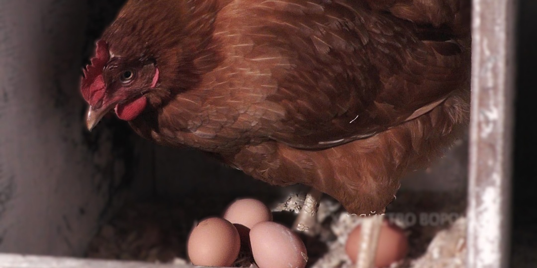 Какую породу кур выбрать на яйцо. Выбираю Ломан Браун