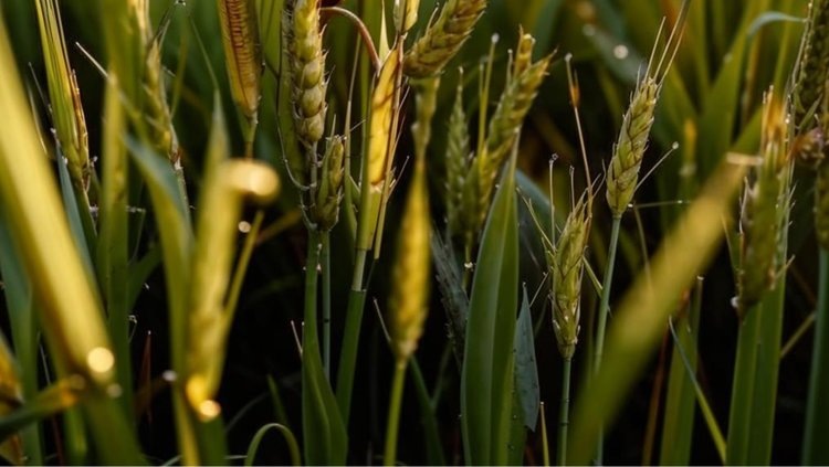   Зачем твердую пшеницу в Марокко поливали соленой водой