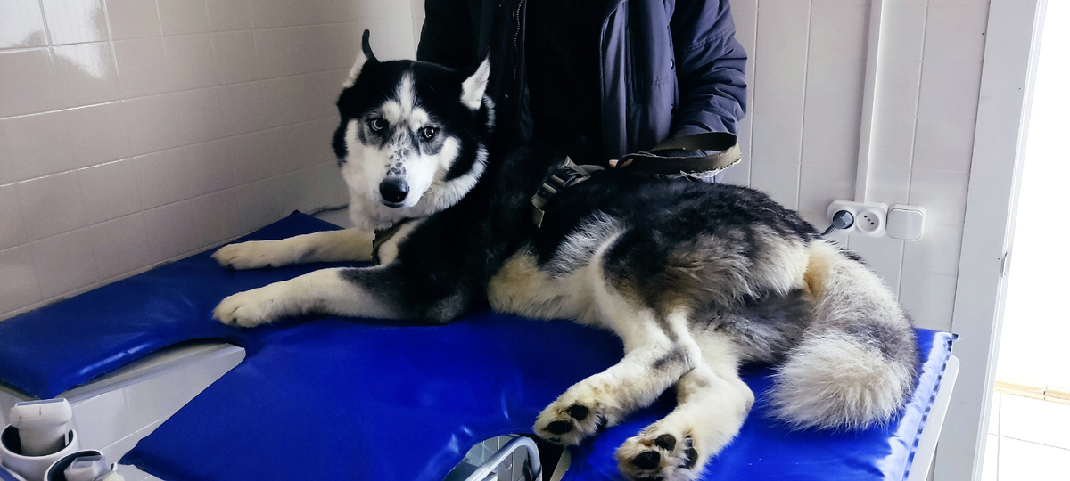 Джекилл на УЗИ ведёт себя хорошо. Уравновешен и спокоен. Фото автора. 