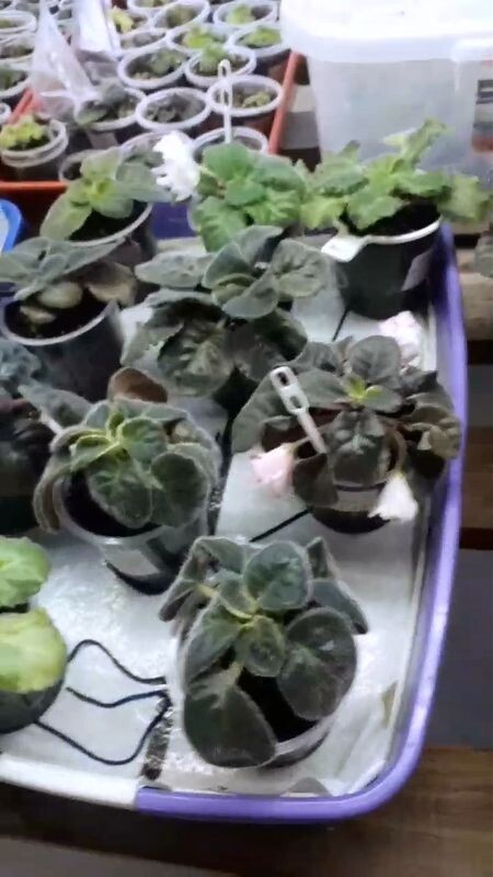 Вот в такие поддоны-кошачьи туалеты я ставлю фиалки на капиллярные маты