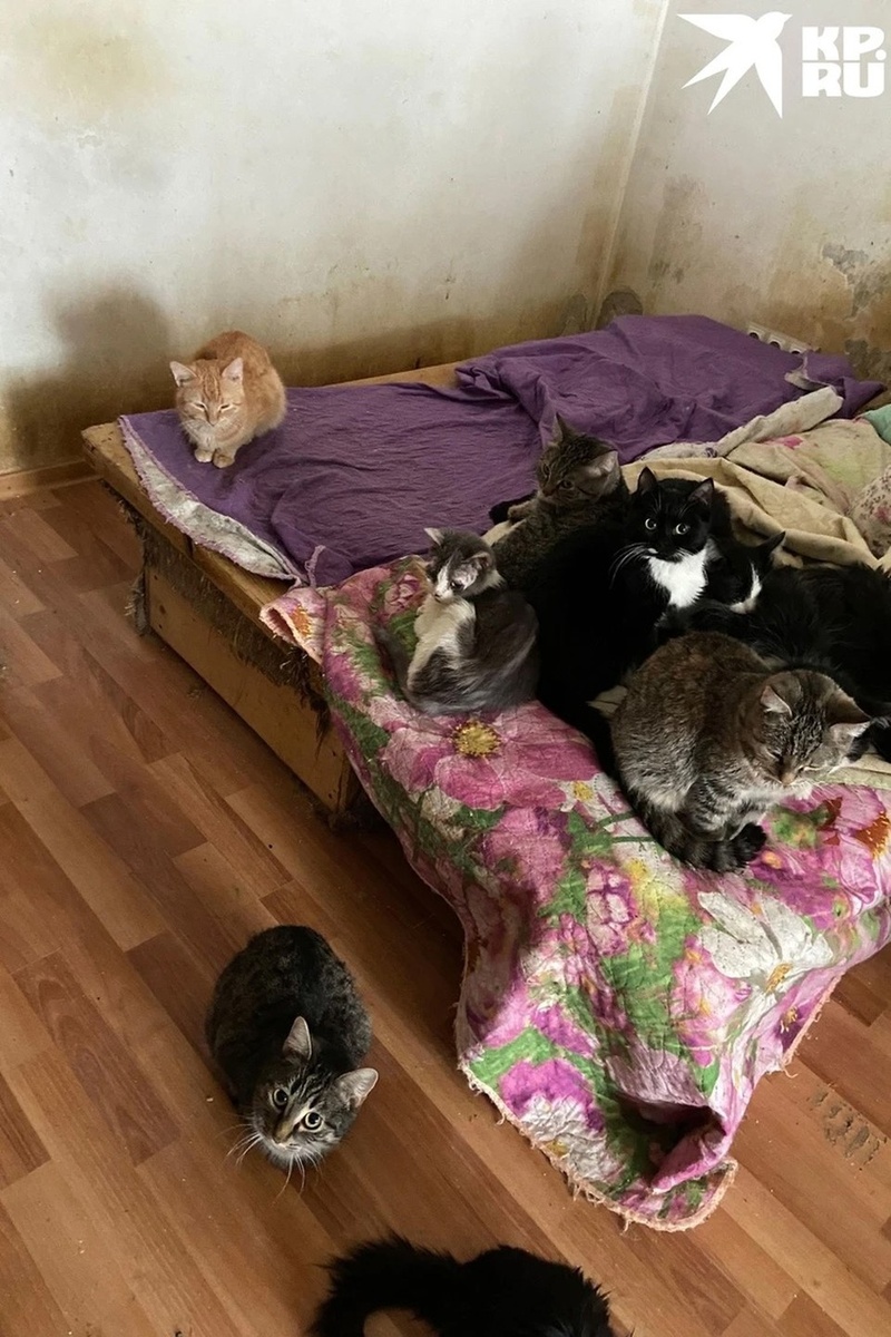 Современный интерьер. Меня вся квартира в. Дизайнерские квартиры. Меня вся квартира в. Лесные тона в интерьере.