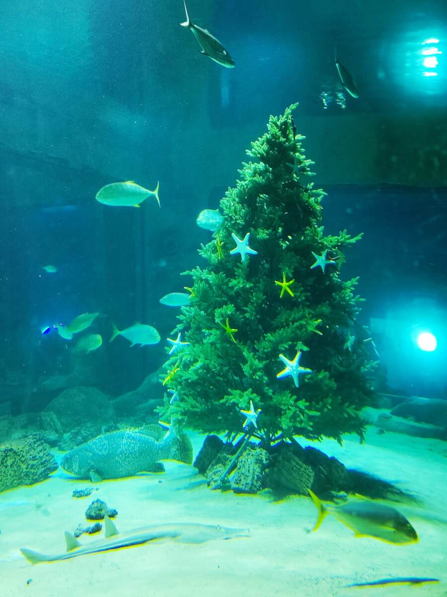 Новогодние прикольные сны. Фото автора