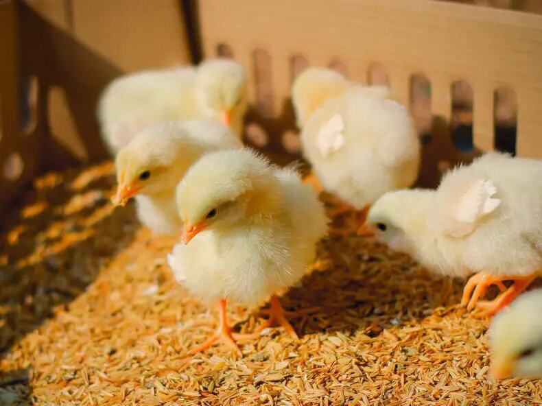 Цыплята бройлеры