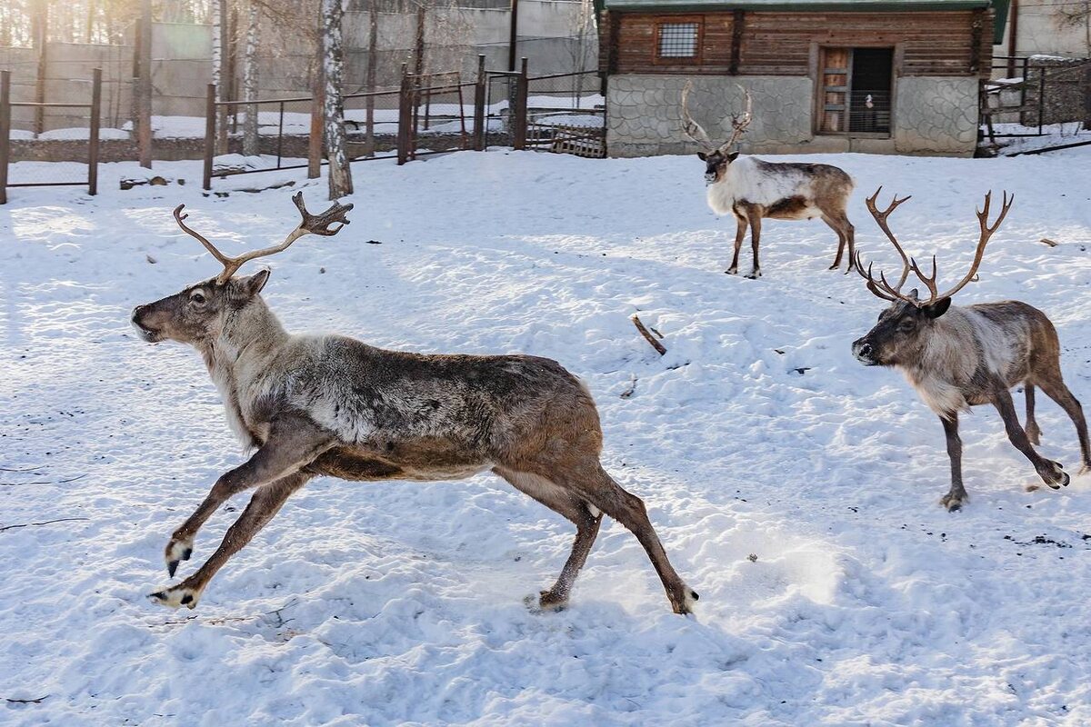     В красноярском «Роевом ручье» запечатлели прогулку северных оленей