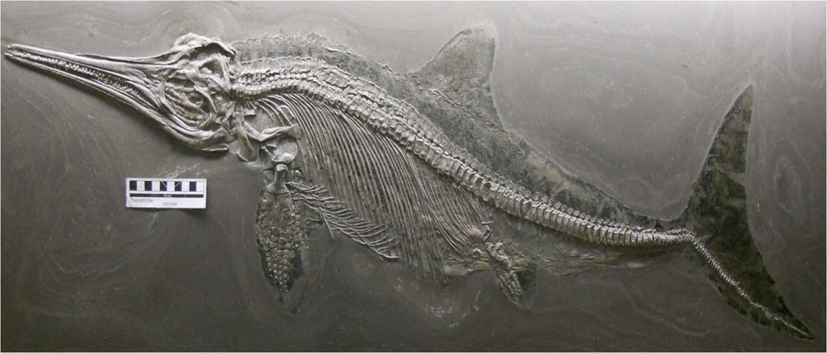 Окаменелости ихтиозавра. Источник: https://golnk.ru/Zg9nD