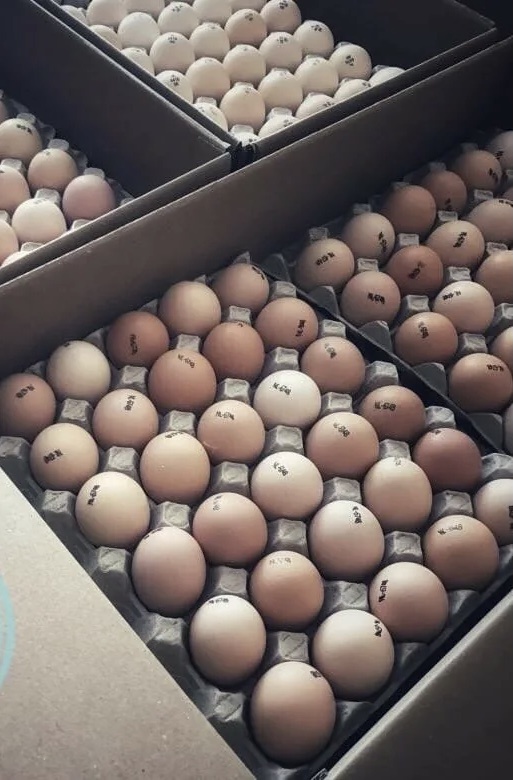 Яйцо приехало,Венгрия СОВВ 500