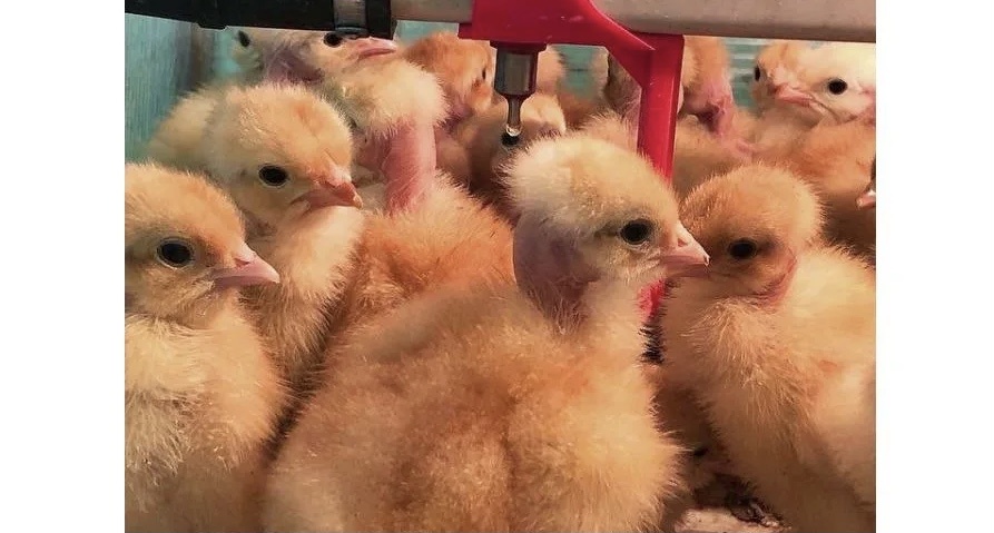 Голошейка красная-хорошая птица