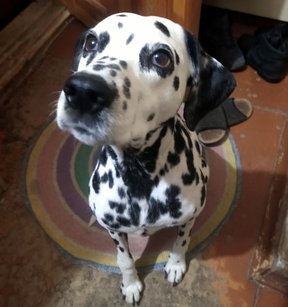 И конечно, в этом огромная заслуга новых хозяев Гули. Заботливый уход и любовь значат много