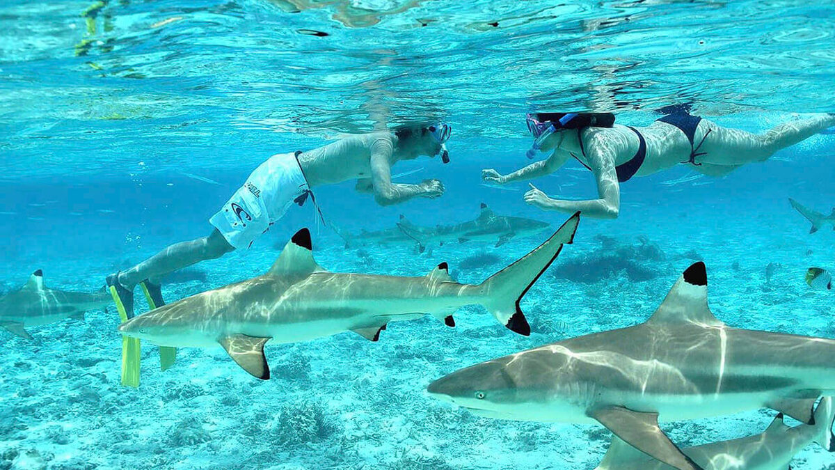Снорклинг с черноперыми акулами – адреналиновое активити