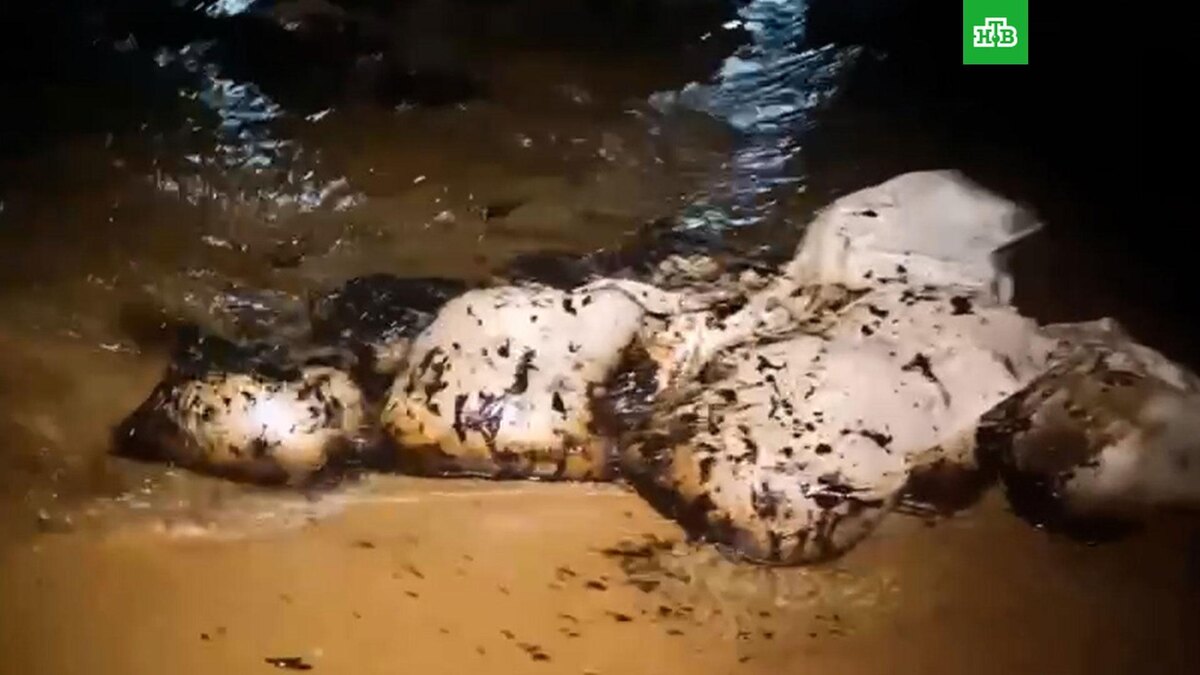    Шторм может повредить мешки с собранным на пляжах Кубани мазутом