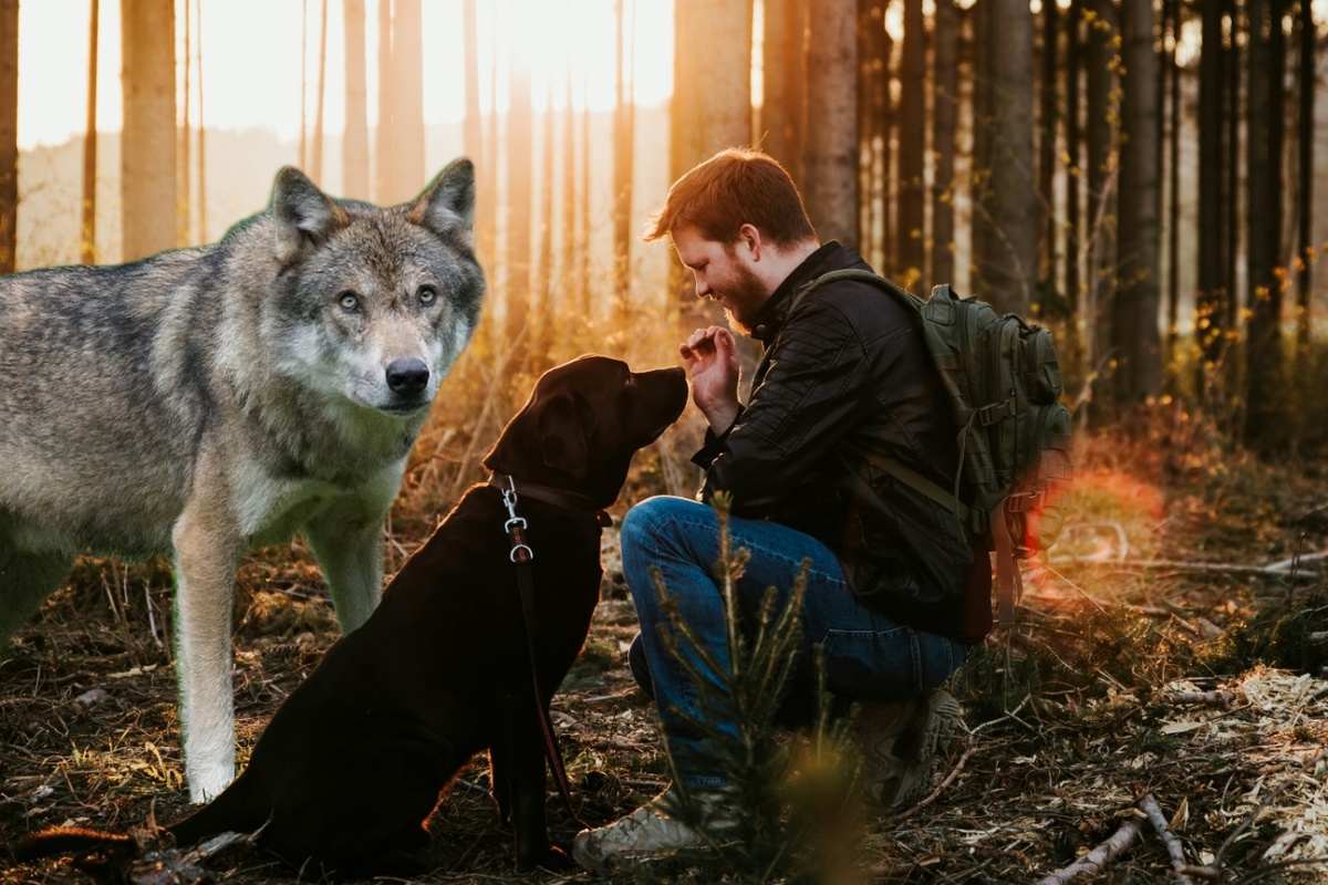 Волки намного сильнее собак, один волк может одолеть 3-4 крупных псов.