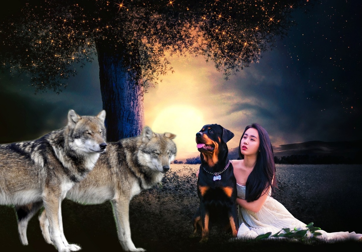 Волки активны в вечерние и ночные часы, часто для своих набегов на деревни выбирают периоды непогоды, например сильный ветер, метель.