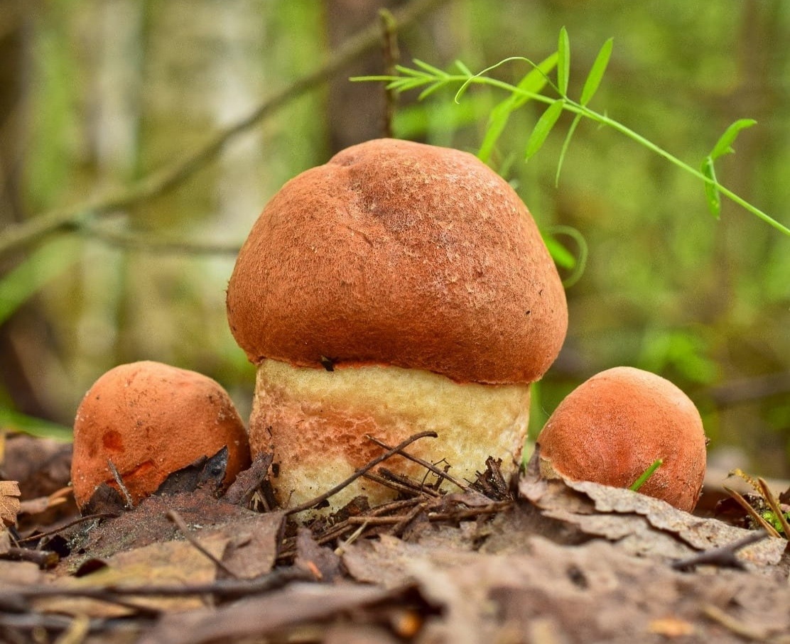 Автор фото Андрей Мещера