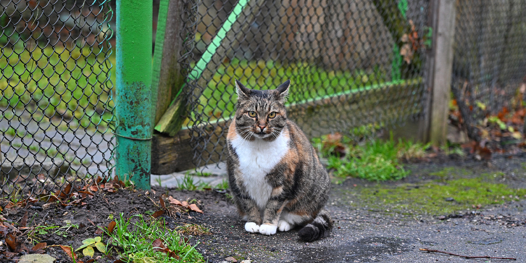 Зеленоградск нетуристический или другой взгляд на курортный город Балтики