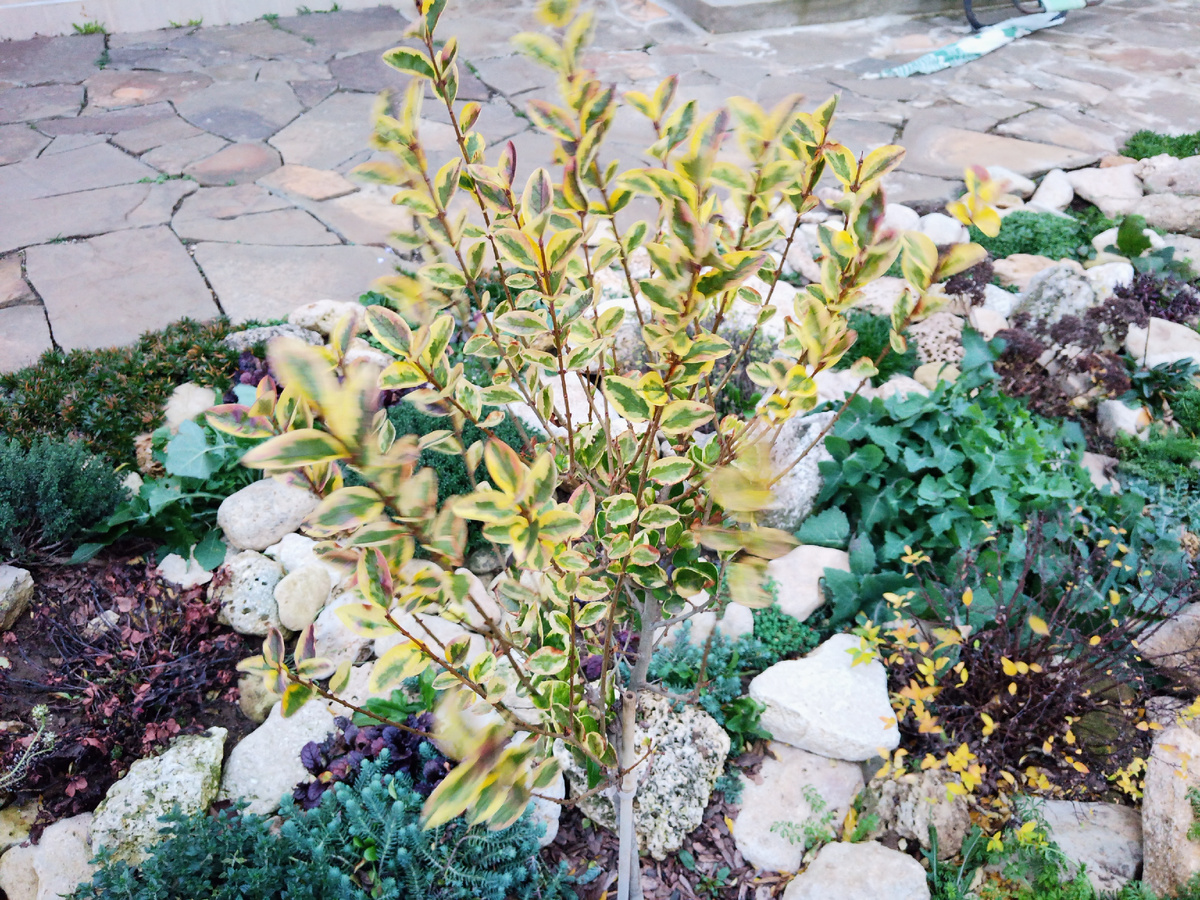 Никак не хотела фотографироваться пёстолистная бирючина на штамбе. А ведь такая красавица! До сих пор с листвой.