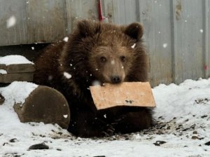    Фото: Росприроднадзор