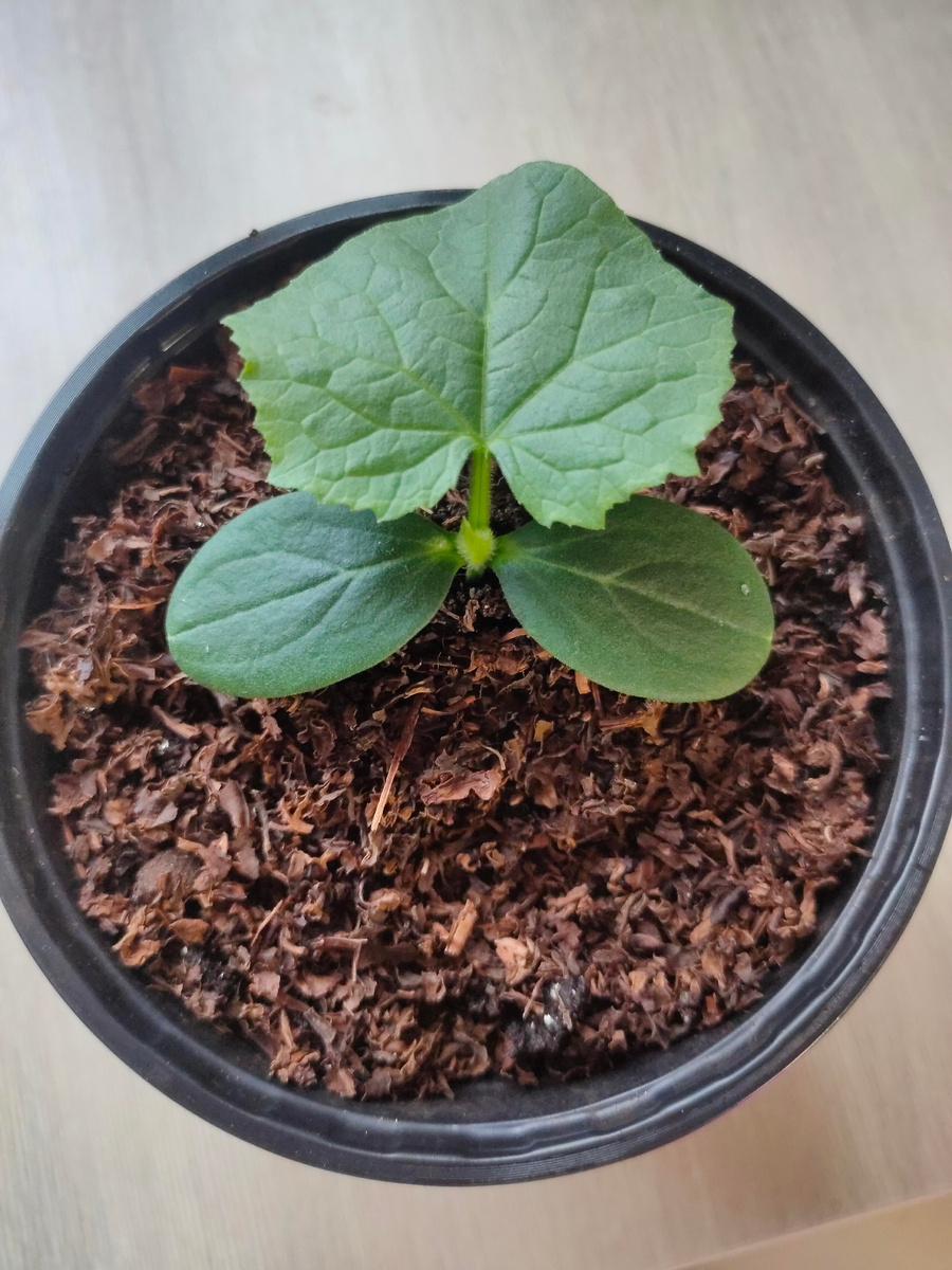 Замульчировала