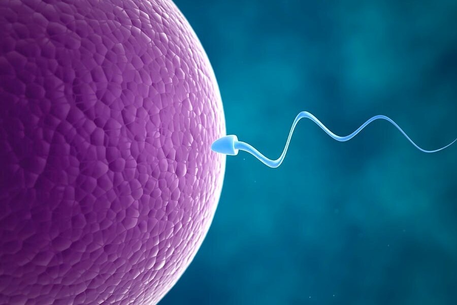     Исследование: первое, что делает яйцеклетка, она «откусывает» сперматозоиду хвост