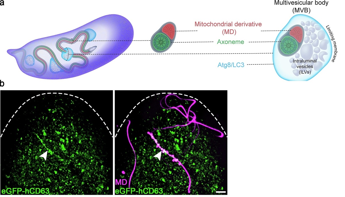    a Схема процесса. Слева — только оплодотворенная яйцеклетка. Везикулы связываются со жгутиком сперматозоида длиной 1,8 мм. В центре — поперечное сечение жгутика сперматозоида и тесно связанная с ним аксонему (зеленый), которые покрыты общей плазматической мембраной (серый) и тянутся по всей длине жгутика. Справа — увеличенное изображение везикул, окруживших жгутик. b Снимок передней (верхней) области яйцеклетки, материнская часть которой экспрессирует специальные конструкции (зеленый). Яйцеклетка уже оплодотворена свернувшимся сперматозоидом (пурпурный). Везикулы покрывающие крупные жгутиковые сегменты, показаны белым цветом (наконечник стрелки). Масштабная линейка, 10 мкм.https://www.nature.com/articles/s41467-024-50041-5