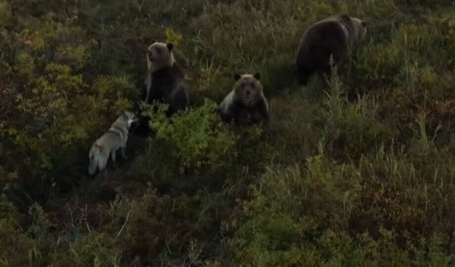 Собака подружилась с семьей бурых медведей, а их дружбу запечатлел дрон