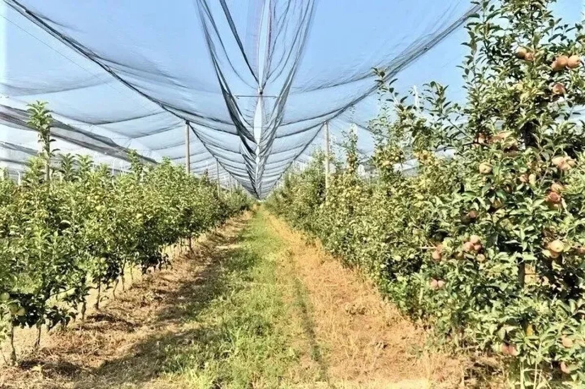    На Кубани фермеры получили более 97,5 млн рублей на закладку садов