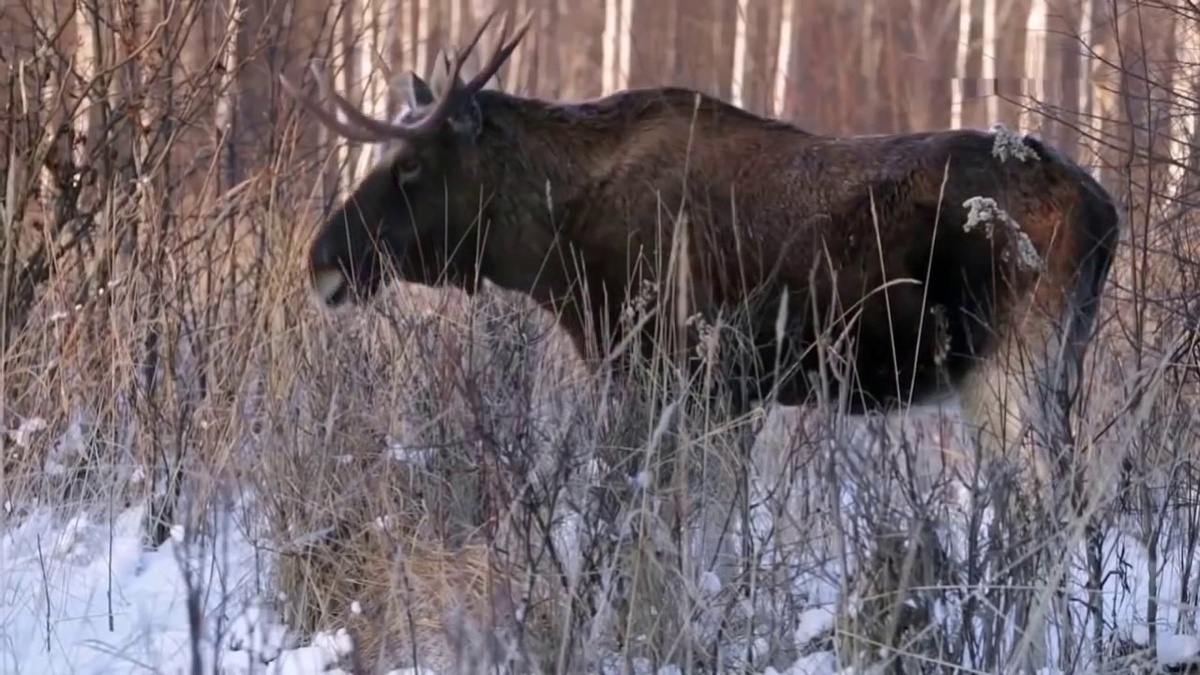 Фото: https://i.ytimg.com