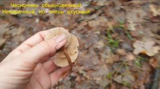    Фото "Курские грибники, грибы, ягоды"