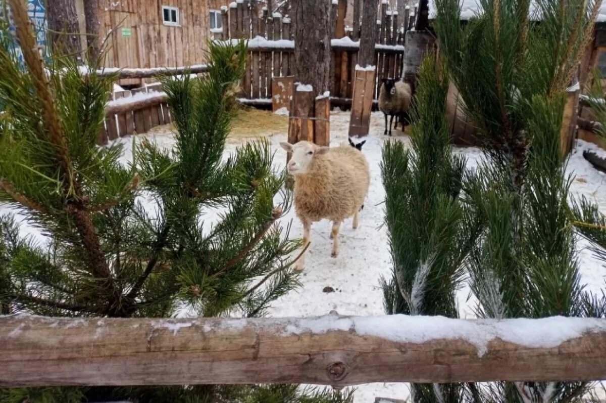    Новогодними ёлками ульяновцев в январе накормят обитателей зоопарка