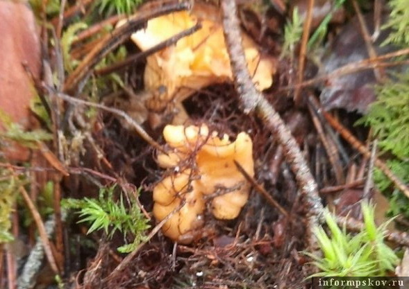 Фото Марины Ильиной