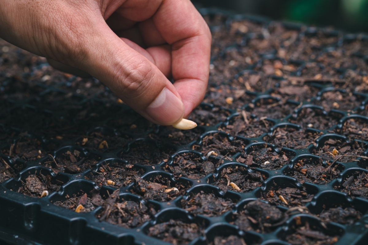 MR.AUKID PHUMSIRICHAT / Shuttersock / FOTODOM📷Для выращивания огурцов можно воспользоваться купленной готовой почвой