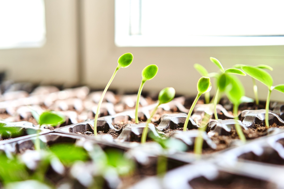 New_World / Shuttersock / FOTODOM📷Огурец любит влажную почву и повышенную влажность окружающей среды