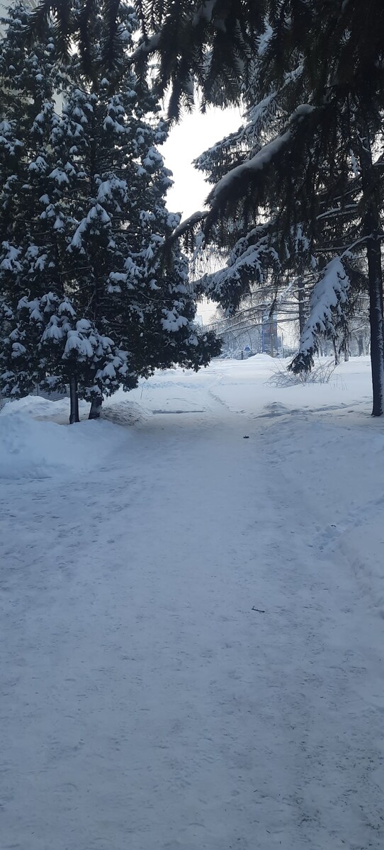 Фото автора. Январь 24. Дорога на работу.