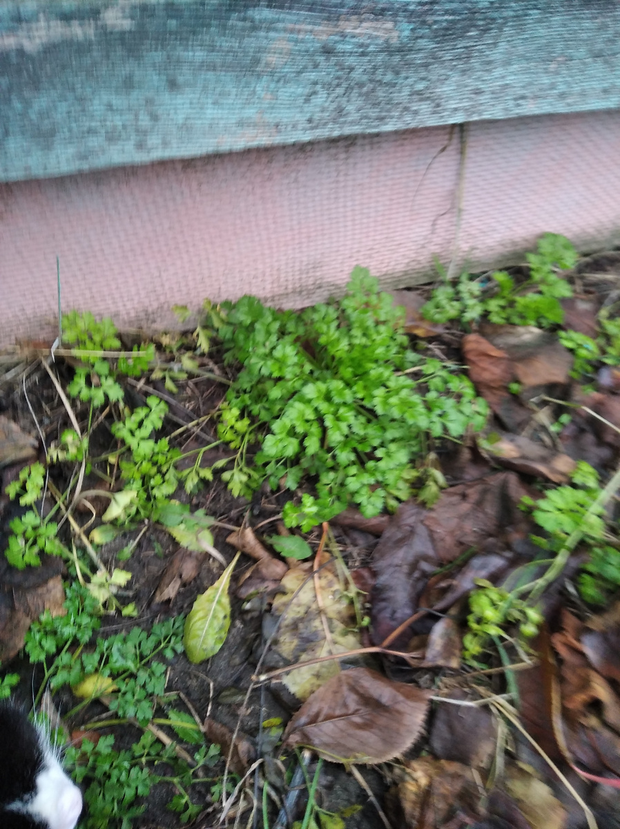 Фото не обрезала как есть, даже нос моего кота в кадре.