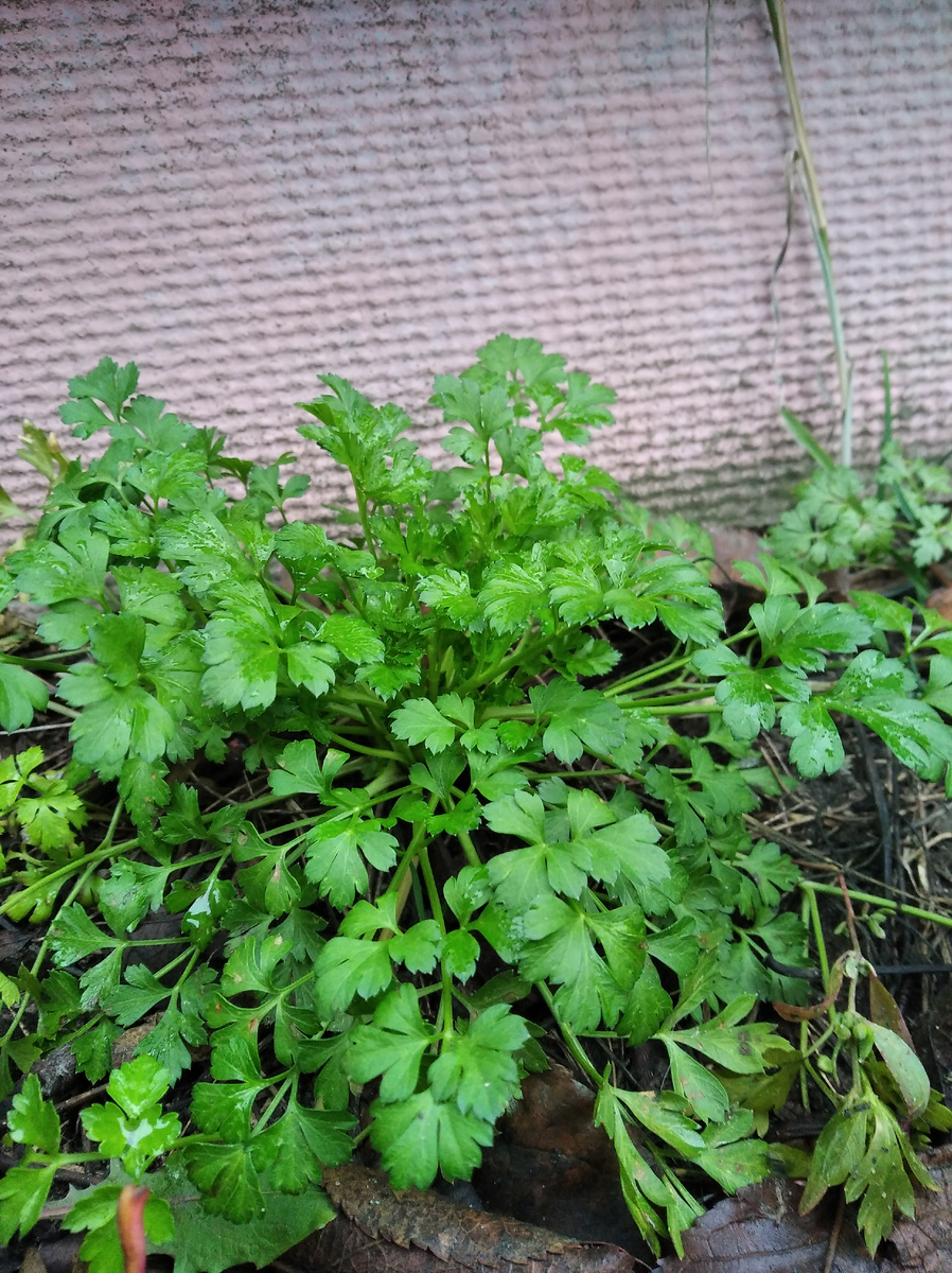 Пышная сочная.