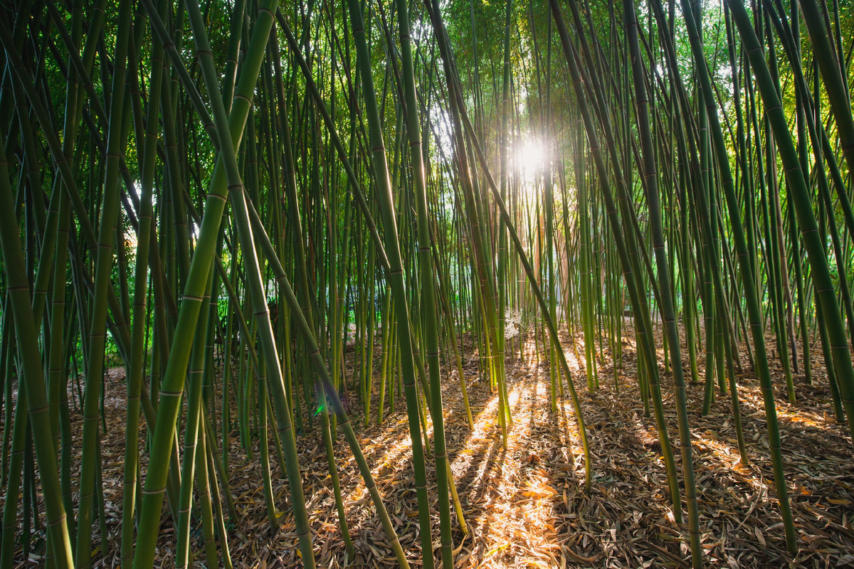 Бамбук на территории. Источник: https://more-spahotel.com/ob-otele/galereya-more-spa-resort/#