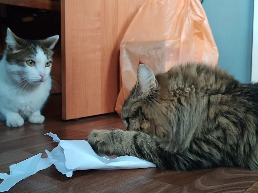 Кот Артём: капец, конечно, стресс она сняла. А убирать кто будет?