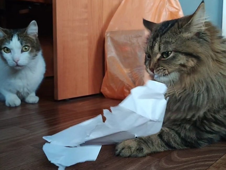 Масяня: если честно, то рвать бумагу...