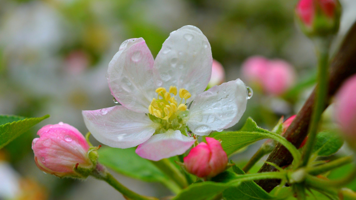 https://www.goodfon.com/flowers/wallpaper-download-1920x1080-spring-rain-drops-flower-vesna-tsvetochek-kapli-dozhdia.html 