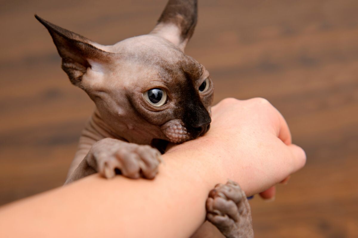 Что делать, если укусила кошка