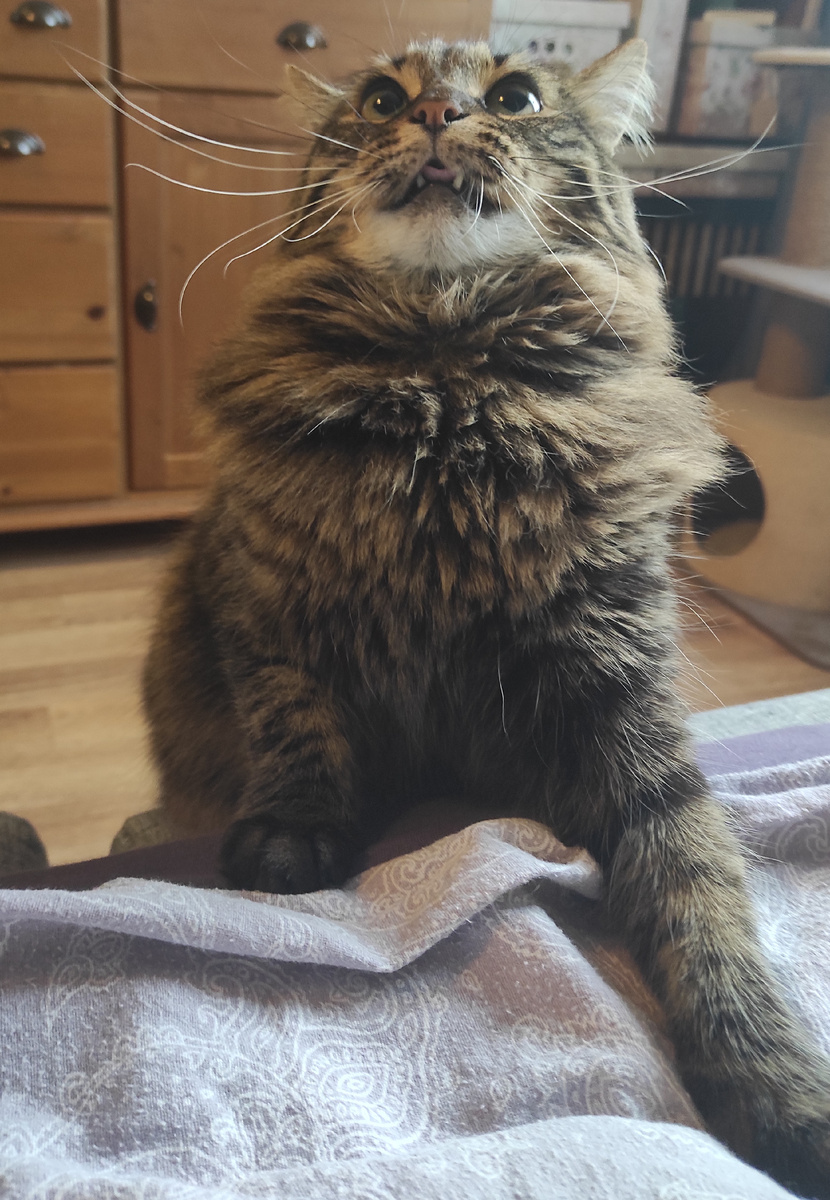 Когда злится, у неë такие великолепные усы. 