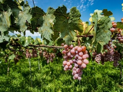    Виноград помог улучшить квантовые датчики