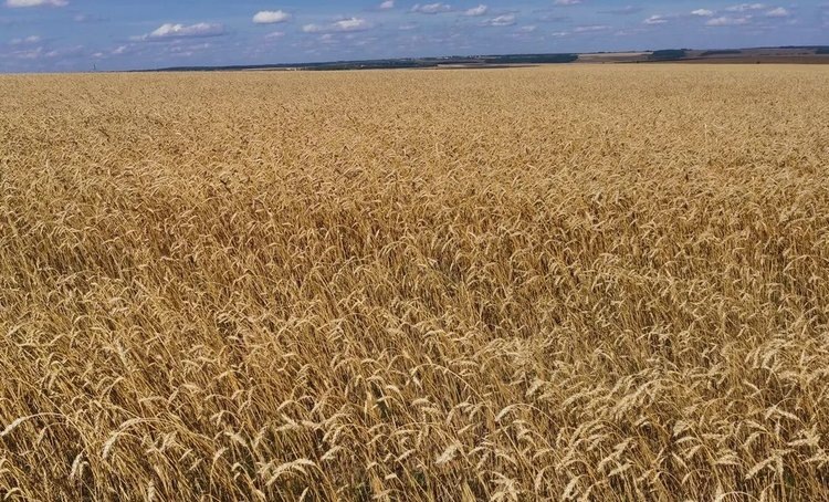    Мексика пересмотрела карантинные фитосанитарные требования на экспортированную российскую пшеницу