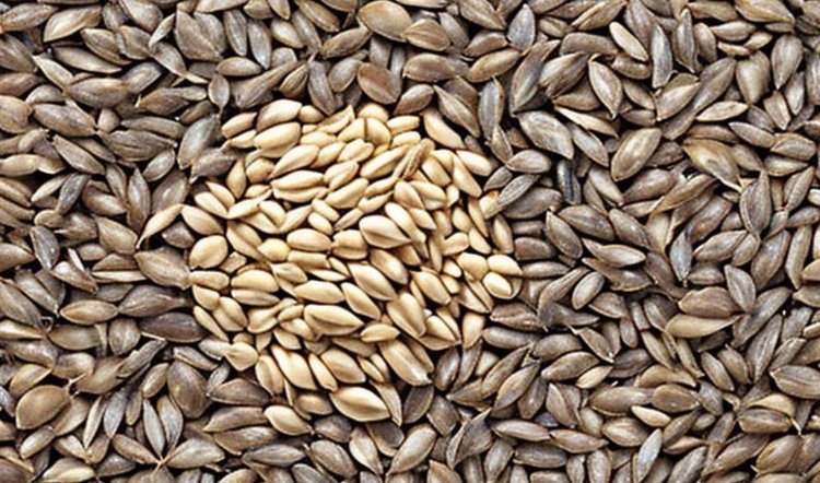    Установлен новый пестицидный индикатор риска в рамках выявления нарушений при декларировании зерна