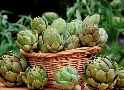 Артишок Артист